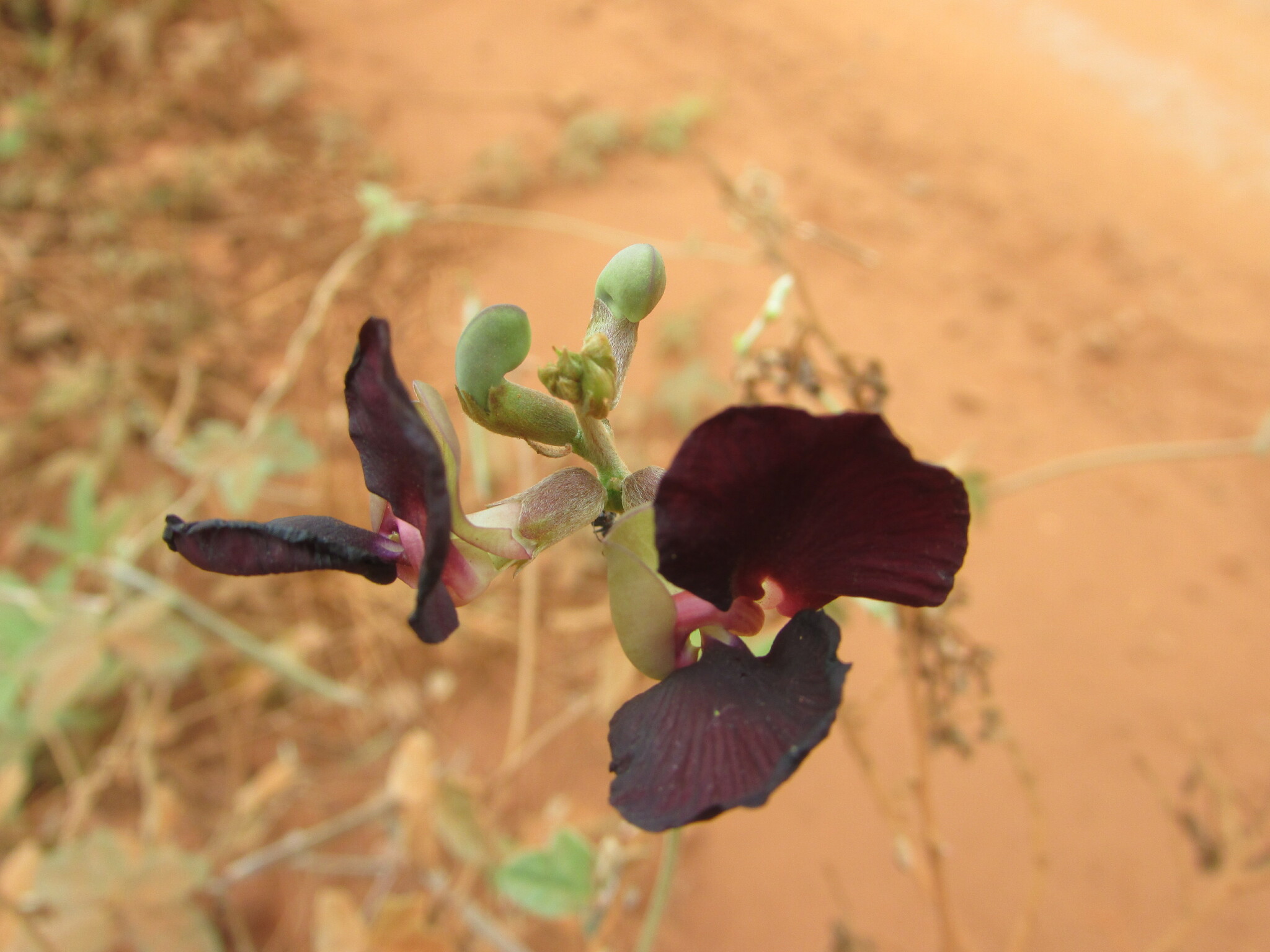 Macroptilium atropurpureum
