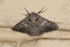 Hypobapta diffundens