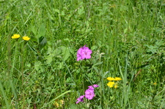 Geranium viscosissimum