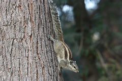 Funambulus pennantii