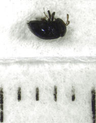 Scutellista caerulea