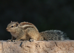 Funambulus pennantii