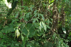 Camellia caudata