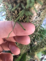 Cochlidium serrulatum