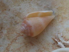 Conus ventricosus