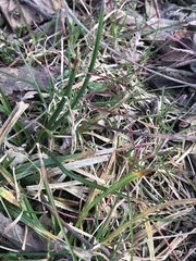 Poa sylvestris