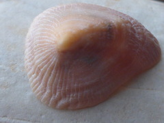 Vetigastropoda