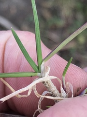 Poa sylvestris