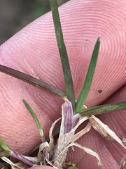 Poa sylvestris