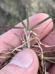 Poa sylvestris