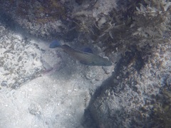 Cephalopholis formosa