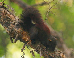 Callosciurus erythraeus