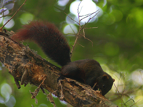 Pallas' Squirrel, photo 10 of 10