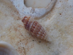 Cerithium