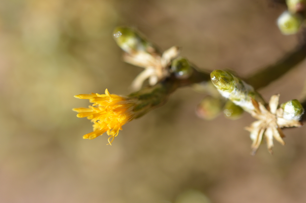 Parastrephia teretiuscula