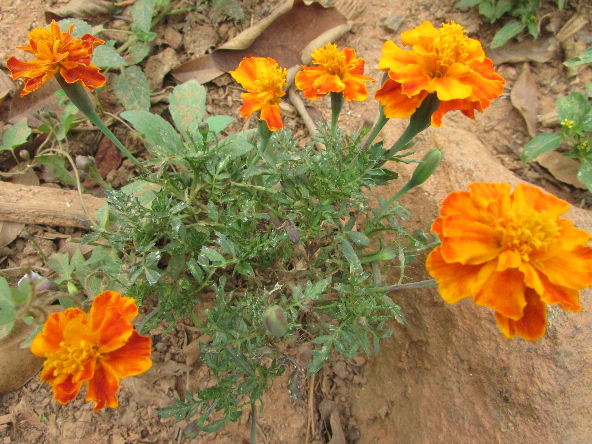 Tagetes patula