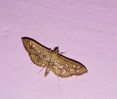 Nausinoe geometralis