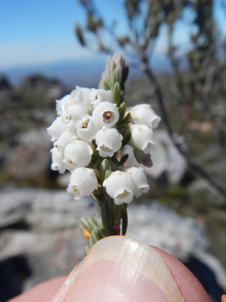 Erica leucodesmia