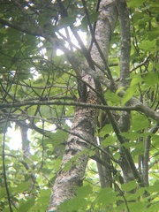Sphyrapicus varius image