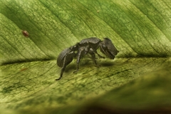 Cephalotes basalis