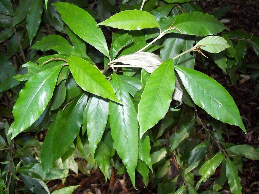 Argophyllum