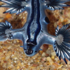 Glaucus atlanticus