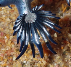 Glaucus atlanticus