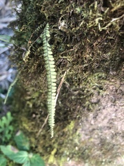 Moranopteris taenifolia