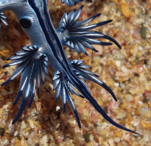 Sea Swallow