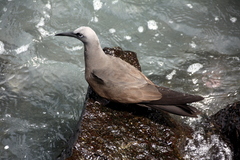 Anous stolidus galapagensis