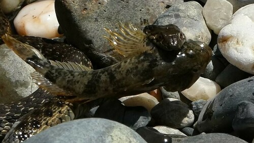 Riffle sculpin (Cottus gulosus) — Cottidae