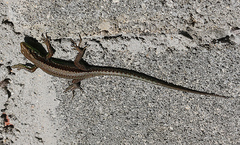 Iberolacerta monticola