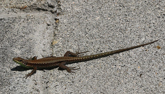 Iberolacerta monticola