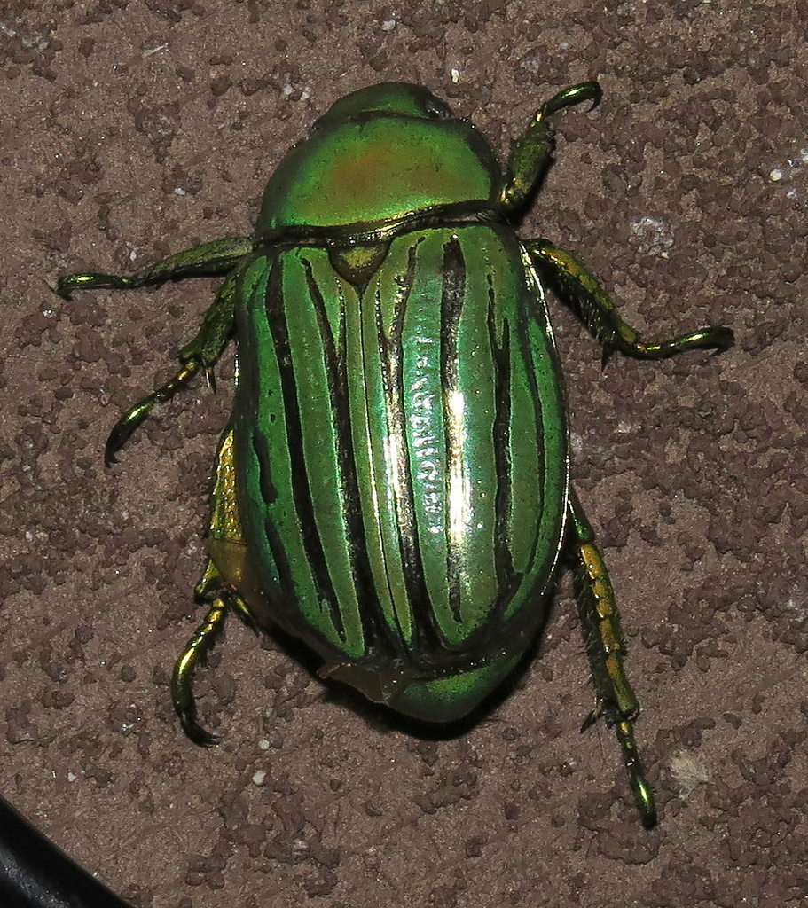 Glorious Jewel Scarab From Madera Canyon, Az On August 26, 2019 At 11: 