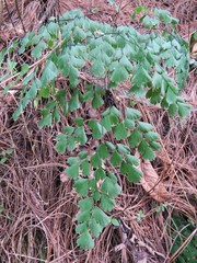 Adiantum andicola