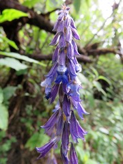 Salvia helianthemifolia