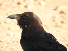 Brown-Necked Raven photo 5