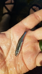 Notropis percobromus