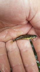 Etheostoma zonale