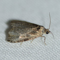 Olethreutes exoletum