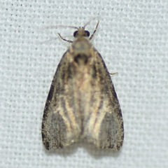 Olethreutes exoletum