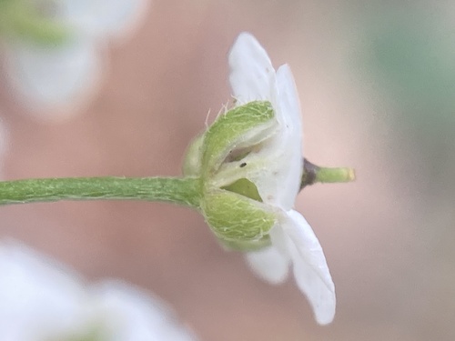 Lobularia maritima