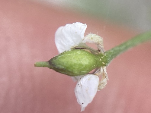 Lobularia maritima