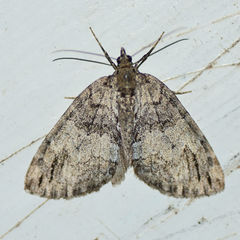 Hydriomena divisaria