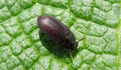 Alphitobius diaperinus