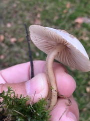 Fungi