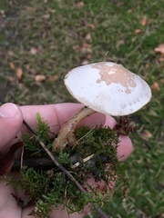Fungi