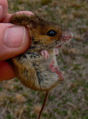 Reithrodontomys fulvescens