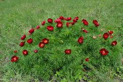 Paeonia tenuifolia