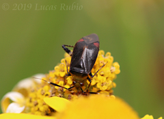 Horciasinus argentinus